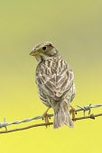 Rear view of a corn bunting Adult,Animalia,Passeriformes,Chordata,Omnivorous,Flying,Agricultural,Europe,Emberizidae,calandra,Aves,Miliaria,IUCN Red List,Least Concern