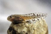 Mallorcan midwife toad tadpole on stone Reproduction,Various larval stages,Various larval or tadpole stages,Terrestrial,Discoglossidae,muletensis,Anura,Critically Endangered,Europe,Animalia,Chordata,Aquatic,Streams and rivers,Alytes,Carnivo