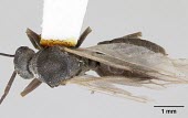 Male Formica talbotae specimen, dorsal view Sawflies, Ants, Wasps, Bees,Hymenoptera,Ants,Formicidae,Insects,Insecta,Arthropoda,Arthropods,Animalia,Terrestrial,North America,IUCN Red List,Vulnerable,Formica