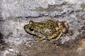 Male Mallorcan midwife toad carrying developing eggs Adult Male,Adult,Eggs,Terrestrial,Discoglossidae,muletensis,Anura,Critically Endangered,Europe,Animalia,Chordata,Aquatic,Streams and rivers,Alytes,Carnivorous,Amphibia,IUCN Red List,Vulnerable
