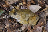 Namie's frog Adult,Amphibia,Aquatic,Fresh water,IUCN Red List,Animalia,Tropical,Forest,Sub-tropical,Asia,Terrestrial,Limnonectes,Dicroglossidae,Anura,Chordata,Endangered,Streams and rivers