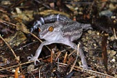 Kuroiwa's ground gecko (G.k.kuroiwae) Adult,Carnivorous,Terrestrial,IUCN Red List,Goniosaurus,Chordata,Sub-tropical,Reptilia,Forest,Asia,Gekkonidae,Animalia,Squamata,Endangered