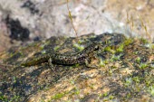 Monte Albo cave salamander on a rock Adult,Subterranean,Animalia,Streams and rivers,Vulnerable,Terrestrial,Rock,Chordata,Europe,Mountains,Forest,Amphibia,Plethodontidae,Aquatic,IUCN Red List,Speleomantes,Fresh water,Caudata