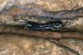 Supramonte cave salamander crawling along rock crevice Adult,Endangered,Plethodontidae,Animalia,Carnivorous,Europe,supramontis,Amphibia,Terrestrial,Aquatic,Speleomantes,Caudata,Chordata,Temperate,IUCN Red List