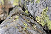 Aurelio's rock lizard climbing out of rock crevice Adult,Endangered,Terrestrial,aurelioi,Animalia,Chordata,Reptilia,Squamata,Temperate,Lacertidae,Europe,Iberolacerta,IUCN Red List