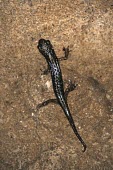 Supramonte cave salamander, dorsal view Adult,Endangered,Plethodontidae,Animalia,Carnivorous,Europe,supramontis,Amphibia,Terrestrial,Aquatic,Speleomantes,Caudata,Chordata,Temperate,IUCN Red List