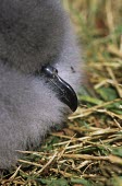 Close up of a Juan Fernndez petrel chick Chick,Ciconiiformes,Herons Ibises Storks and Vultures,Aves,Birds,Chordates,Chordata,Procellariidae,Shearwaters and Petrels,Temperate,Grassland,Vulnerable,Flying,Ocean,externa,Carnivorous,South America