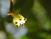Fagara mayu flowers Flower,Fagara,Terrestrial,Mountains,Sapindales,Photosynthetic,Magnoliopsida,Tracheophyta,Plantae,South America,Vulnerable,IUCN Red List,Forest,Rutaceae