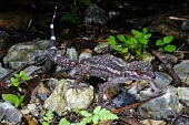 Kuroiwa's ground gecko (G.k.kuroiwae) Species in habitat shot,Adult,Habitat,Carnivorous,Terrestrial,IUCN Red List,Goniosaurus,Chordata,Sub-tropical,Reptilia,Forest,Asia,Gekkonidae,Animalia,Squamata,Endangered