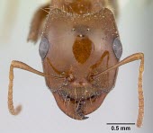 Rossomyrmex proformicarum specimen, head detail Rossomyrmex,Vulnerable,Europe,IUCN Red List,Arthropoda,Animalia,Formicidae,Hymenoptera,Insecta,Terrestrial