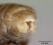 Solenopsis daguerrei specimen Solenopsis.,South America,Terrestrial,Hymenoptera,Animalia,Insecta,Formicidae,Vulnerable,Arthropoda,IUCN Red List