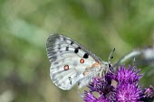 Apollo butterfly with wings closed, gathering nectar Europe,Flying,Papilionidae,apollo,Mountains,Temperate,Asia,Insecta,Arthropoda,Lepidoptera,Appendix II,Vulnerable,Animalia,Parnassius,Fluid-feeding,IUCN Red List