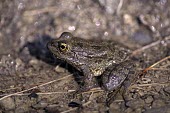 Karpathos frog in shallow pool, side profile Adult,Fresh water,Animalia,Ponds and lakes,IUCN Red List,Chordata,Aquatic,Amphibia,Anura,Pelophylax,Ranidae,Europe,Critically Endangered,Terrestrial,Streams and rivers,cerigensis