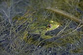 Epirus water frog amongst vegetation in water Adult,Pelophylax,Animalia,Vulnerable,Streams and rivers,Agricultural,epeiroticus,Anura,Aquatic,Terrestrial,Ranidae,Europe,Amphibia,Chordata,IUCN Red List
