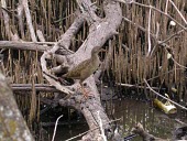 Plain-flanked rail standing on a tree trunk Adult,Omnivorous,Animalia,South America,Aves,Rallidae,Gruiformes,Salt marsh,wetmorei,Rallus,Terrestrial,Endangered,Mangrove,Chordata,IUCN Red List