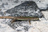 Skyros wall lizard Adult,Europe,Terrestrial,Omnivorous,Animalia,Vulnerable,Squamata,Rock,Lacertidae,Chordata,Scrub,Podarcis,Reptilia,IUCN Red List