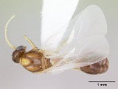 Solenopsis daguerrei specimen Solenopsis.,South America,Terrestrial,Hymenoptera,Animalia,Insecta,Formicidae,Vulnerable,Arthropoda,IUCN Red List
