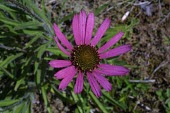 Tennessee purple coneflower flower Flower,Echinacea,Tracheophyta,Rock,Magnoliopsida,Endangered,Terrestrial,Photosynthetic,North America,Asteraceae,Asterales,Plantae