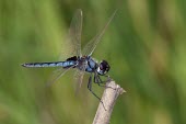 Blue basker Terrestrial,Odonta,Arthropoda,Carnivorous,IUCN Red List,Aquatic,Libellulidae,Streams and rivers,Fresh water,Africa,Ponds and lakes,Urothemis,Flying,Insecta,Least Concern,Scrub,Animalia