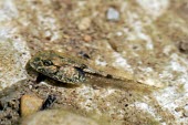 Betic midwife toad tadpole Various larval stages,Various larval or tadpole stages,Reproduction,Vulnerable,Streams and rivers,Omnivorous,Ponds and lakes,Alytes,Forest,Fresh water,Animalia,Aquatic,Temperate,Mountains,Alytidae,Ter