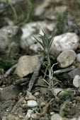 Narrow-leaved cudweed Plantae,Asterales,Asteraceae,Magnoliopsida,Heathland,Photosynthetic,Africa,Filago,Agricultural,Critically Endangered,Europe,Anthophyta,Terrestrial