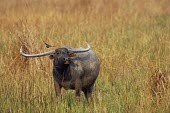 Asian buffalo in grass Species in habitat shot,Habitat,Adult,Mammalia,Mammals,Even-toed Ungulates,Artiodactyla,Bovidae,Bison, Cattle, Sheep, Goats, Antelopes,Chordates,Chordata,Animalia,Cetartiodactyla,Bubalus,Herbivorous,S