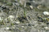 Broad-leaved cudweed seedling Seedling,Magnoliopsida,Photosynthetic,Plantae,Anthophyta,Wildlife and Conservation Act,Asteraceae,Europe,Terrestrial,Urban,Africa,Asterales,Filago,Endangered,Asia,Agricultural