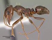 Rossomyrmex minuchae specimen, lateral view Terrestrial,Animalia,Hymenoptera,Arthropoda,Europe,Vulnerable,Formicidae,Rossomyrmex,IUCN Red List,Insecta