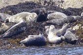 Grey seals basking on shore How does it live ?,Social behaviour,Mammalia,Mammals,Carnivores,Carnivora,Phocidae,True Seals,Chordates,Chordata,Coastal,Terrestrial,Animalia,Least Concern,Halichoerus,Europe,Aquatic,Pinnipedia,grypus