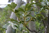 Polyscias mauritiana leaves Leaves,Photosynthetic,Tracheophyta,IUCN Red List,Endangered,Polyscias,mauritiana,Plantae,Africa,Magnoliopsida,Araliaceae,Apiales,Terrestrial
