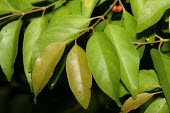 Canthium carinatum leaves and fruit Leaves,Photosynthetic,Forest,Plantae,Magnoliopsida,Vulnerable,Rubiaceae,Terrestrial,Tracheophyta,Sub-tropical,Indian,Rubiales,Africa,Canthium,IUCN Red List