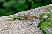 Male Skyros wall lizard Adult Male,Adult,Europe,Terrestrial,Omnivorous,Animalia,Vulnerable,Squamata,Rock,Lacertidae,Chordata,Scrub,Podarcis,Reptilia,IUCN Red List