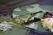 Albanian water frog resting on lily pad Species in habitat shot,Adult,Habitat,Wetlands,Amphibia,Ranidae,Aquatic,Terrestrial,IUCN Red List,Endangered,shqipericus,Chordata,Anura,Pelophylax,Europe,Fresh water,Animalia