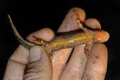 Montseny brook newt in hand, ventral view Adult,Broadleaved,Streams and rivers,IUCN Red List,Calotriton,Forest,Amphibia,Caudata,arnoldi,Fresh water,Aquatic,Salamandridae,Temperate,Animalia,Europe,Critically Endangered,Chordata