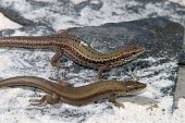 Skyros wall lizards Adult,Adult Male,Adult Female,Europe,Terrestrial,Omnivorous,Animalia,Vulnerable,Squamata,Rock,Lacertidae,Chordata,Scrub,Podarcis,Reptilia,IUCN Red List