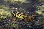 Epirus water frog partially submerged in water Adult,Pelophylax,Animalia,Vulnerable,Streams and rivers,Agricultural,epeiroticus,Anura,Aquatic,Terrestrial,Ranidae,Europe,Amphibia,Chordata,IUCN Red List