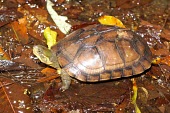 Asian yellow pond turtle Chung-Wei Yu Adult,Terrestrial,Animalia,Mauremys,Reptilia,Appendix II,Streams and rivers,mutica,Asia,Endangered,Aquatic,Ponds and lakes,Chordata,Geoemydidae,Omnivorous,Testudines,Fresh water,Wetlands,IUCN Red List