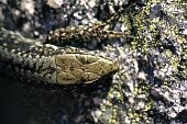 Iberian rock lizard head, dorsal view Adult,Squamata,Animalia,Scrub,Rock,Lacertidae,Chordata,Sub-tropical,Tropical,Reptilia,Vulnerable,Terrestrial,Europe,Iberolacerta,monticola,IUCN Red List