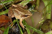 Ryukyu brown frog Adult,IUCN Red List,Chordata,Grassland,Fresh water,Forest,Aquatic,Tropical,Wetlands,Asia,Anura,Endangered,Ranidae,Terrestrial,Babina,Animalia,Amphibia,Sub-tropical