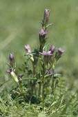 Early gentian in flower Flower,Mature form,Temperate,Anthophyta,Wildlife and Conservation Act,Europe,Photosynthetic,Gentianella,Gentianales,Agricultural,Gentianaceae,Magnoliopsida,Terrestrial,Plantae,IUCN Red List,Data Defic