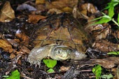 Asian yellow pond turtle Adult,Terrestrial,Animalia,Mauremys,Reptilia,Appendix II,Streams and rivers,mutica,Asia,Endangered,Aquatic,Ponds and lakes,Chordata,Geoemydidae,Omnivorous,Testudines,Fresh water,Wetlands,IUCN Red List