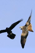 Red Kite attacking a crow Inter-specific Relationships,Aves,Birds,Chordates,Chordata,Accipitridae,Hawks, Eagles, Kites, Harriers,Ciconiiformes,Herons Ibises Storks and Vultures,Falconiformes,Europe,milvus,Milvus,Near Threatene