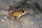 Mallorcan midwife toad Adult,Terrestrial,Discoglossidae,muletensis,Anura,Critically Endangered,Europe,Animalia,Chordata,Aquatic,Streams and rivers,Alytes,Carnivorous,Amphibia,IUCN Red List,Vulnerable