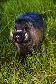 Visayan warty pig portrait Adult,Chordates,Chordata,Suidae,Hogs and Pigs,Even-toed Ungulates,Artiodactyla,Mammalia,Mammals,Animalia,Cetartiodactyla,Herbivorous,Terrestrial,cebifrons,Sus,Asia,Critically Endangered,Rainforest,IUC