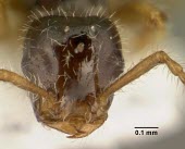 Teleutomyrmex schneideri specimen showing head profile Terrestrial,Teleutomyrmex,Hymenoptera,Europe,Insecta,Animalia,Vulnerable,Arthropoda,IUCN Red List,Formicidae