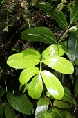 Polyscias crassa leaves Leaves,Tracheophyta,Vulnerable,Terrestrial,Plantae,Polyscias,Forest,Apiales,Araliaceae,Magnoliopsida,Indian,IUCN Red List,Photosynthetic
