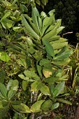 Psychotria pervillei habit Mature form,Sub-tropical,Terrestrial,Vulnerable,Rubiaceae,Magnoliopsida,Plantae,Rubiales,Indian,Psychotria,Tracheophyta,Photosynthetic,IUCN Red List