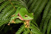 Orange-belly tree frog Adult,Tropical,Forest,Terrestrial,IUCN Red List,Anura,Animalia,Rhacophorus,Asia,Endangered,Rhacophoridae,Chordata,Sub-tropical,Amphibia