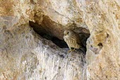 Female lesser kestrel on cliff Adult,Adult Female,Ciconiiformes,Herons Ibises Storks and Vultures,Aves,Birds,Chordates,Chordata,Falcons, Caracaras,Falconidae,Animalia,Europe,Flying,Temperate,Asia,Appendix II,Vulnerable,Carnivorous,