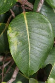 Leaf of Syzygium wrightii Mature form,Terrestrial,Africa,Photosynthetic,Plantae,Magnoliopsida,Myrtales,Tracheophyta,IUCN Red List,Syzygium,Myrtaceae,Vulnerable